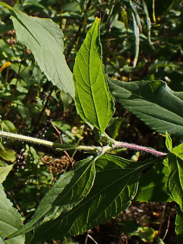 Изображение особи Helianthus tuberosus.