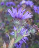 Symphyotrichum novae-angliae