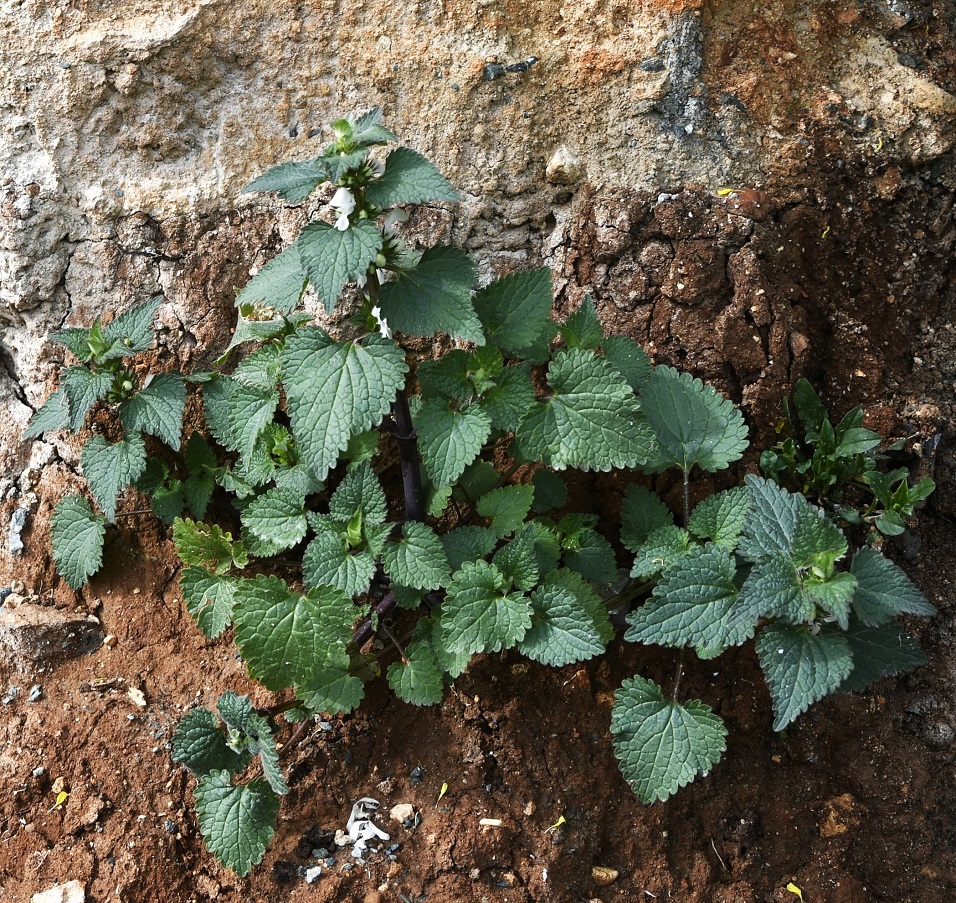 Image of Lamium moschatum ssp. micranthum specimen.