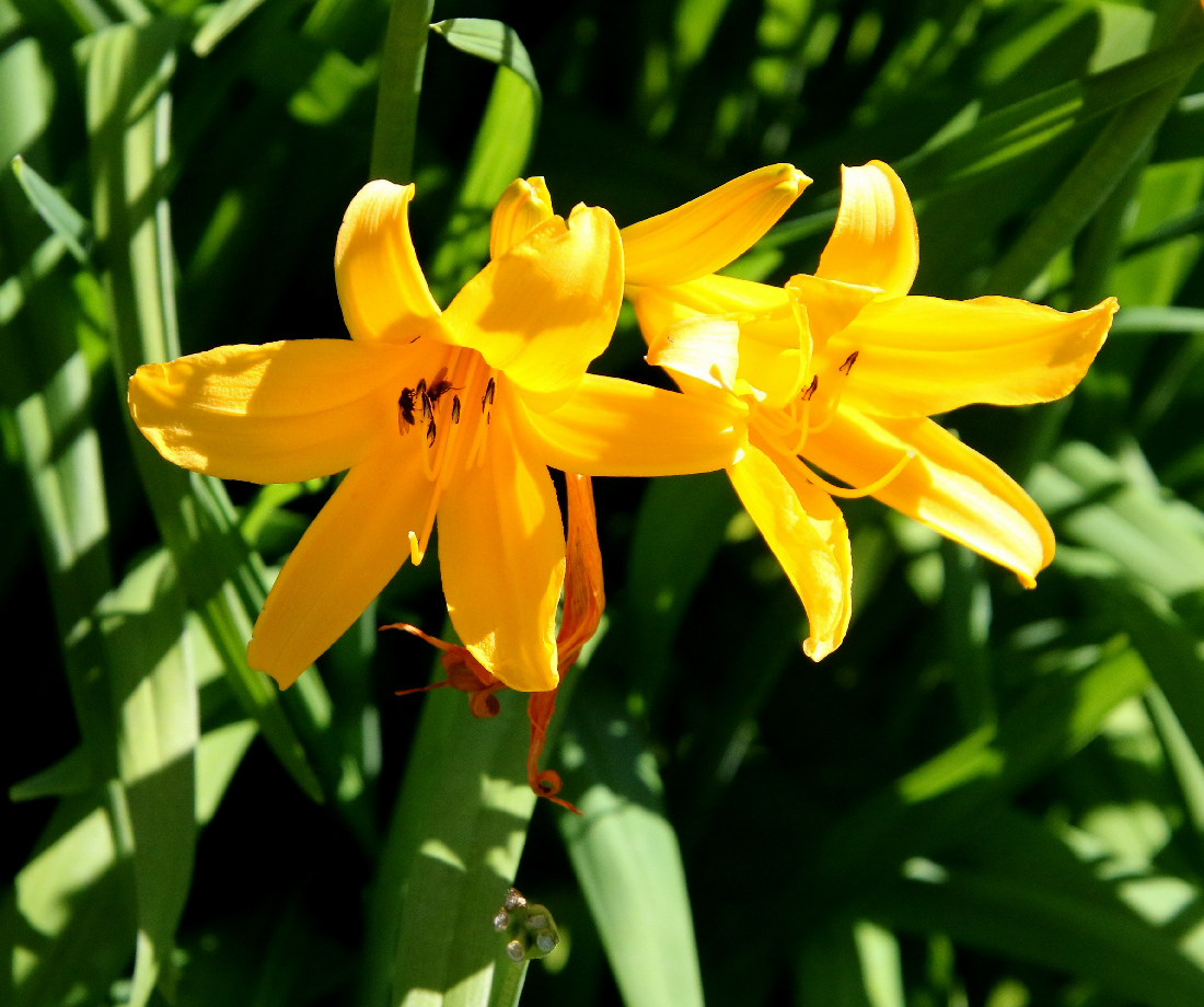 Изображение особи Hemerocallis minor.