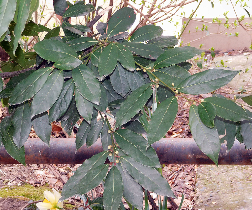 Image of Laurus nobilis specimen.