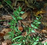 Ruscus aculeatus