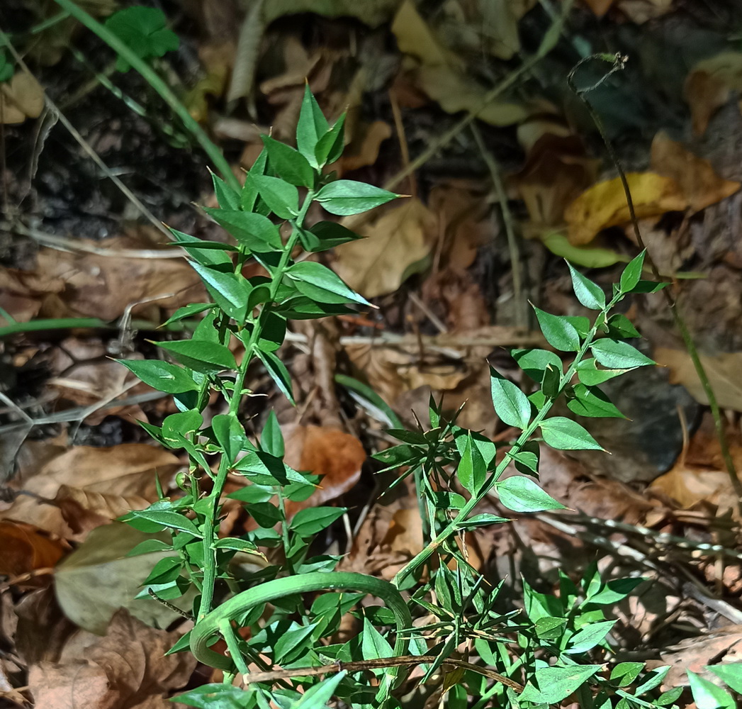Изображение особи Ruscus aculeatus.