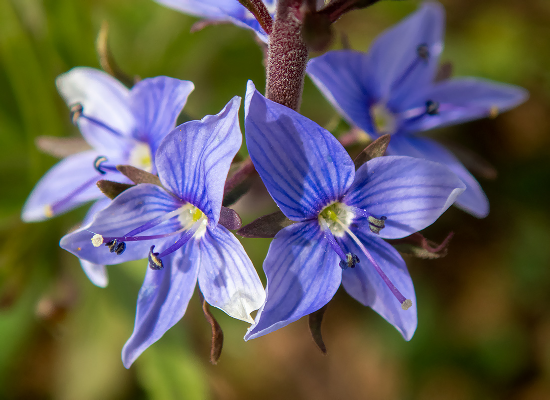 Image of Veronica teucrium specimen.