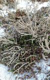 Salicornia europaea