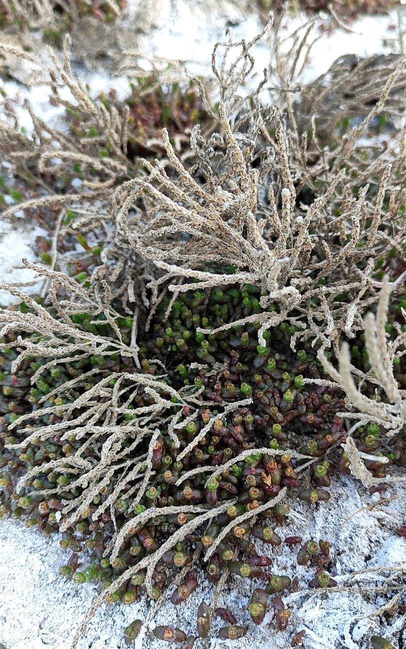 Изображение особи Salicornia europaea.