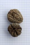 Juglans mandshurica. Косточки плодов, перезимовавшие на земле (отмыты, высушены и чуть увлажнены; сторона клетки - 5 мм). Беларусь, г. Витебск, ул. Ленина ок. д. 32, в озеленении. Собрано 04.05.2025.