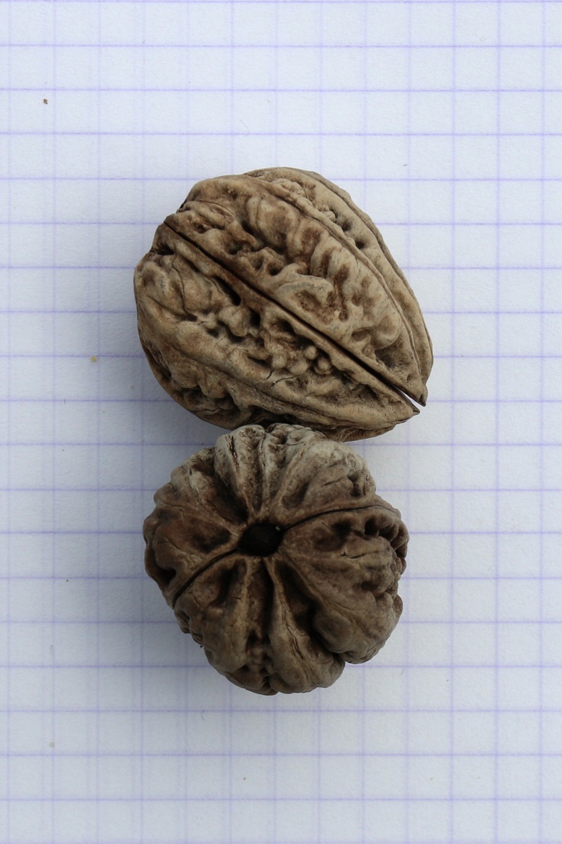 Изображение особи Juglans mandshurica.