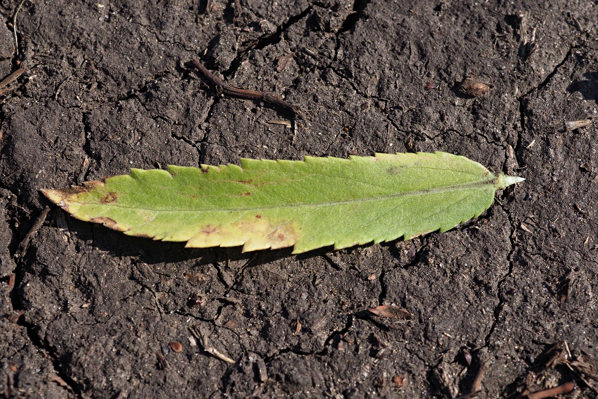 Image of Veronica spuria specimen.