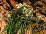 Ornithogalum fimbriatum. Цветущие растения. Крым, Балаклава. 22 марта 2011 г.