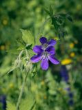 Geranium sylvaticum. Цветки и бутоны. Кунгурский р-н, окр. с. Плехановское, окр. оз. Осиновое, берёзовая роща. 25.05.2025.