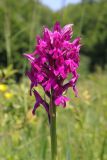 Anacamptis &times; simorrensis ssp. ticinensis