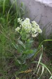 Cardaria draba. Цветущее растение. Санкт-Петербург, Калининский р-н, окр. пересечения Свердловской наб. и Пискарёвского просп., край газона у тротуара. 07.06.2025.