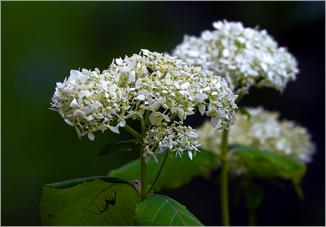 Image of Hydrangea arborescens specimen.