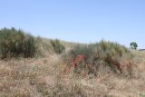 genus Ephedra