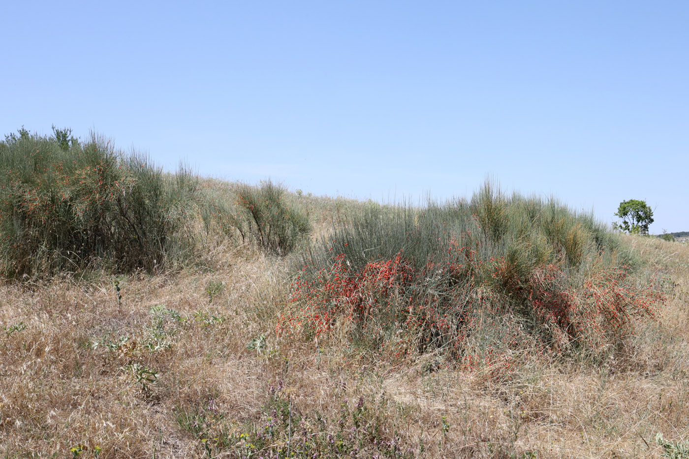 Image of genus Ephedra specimen.