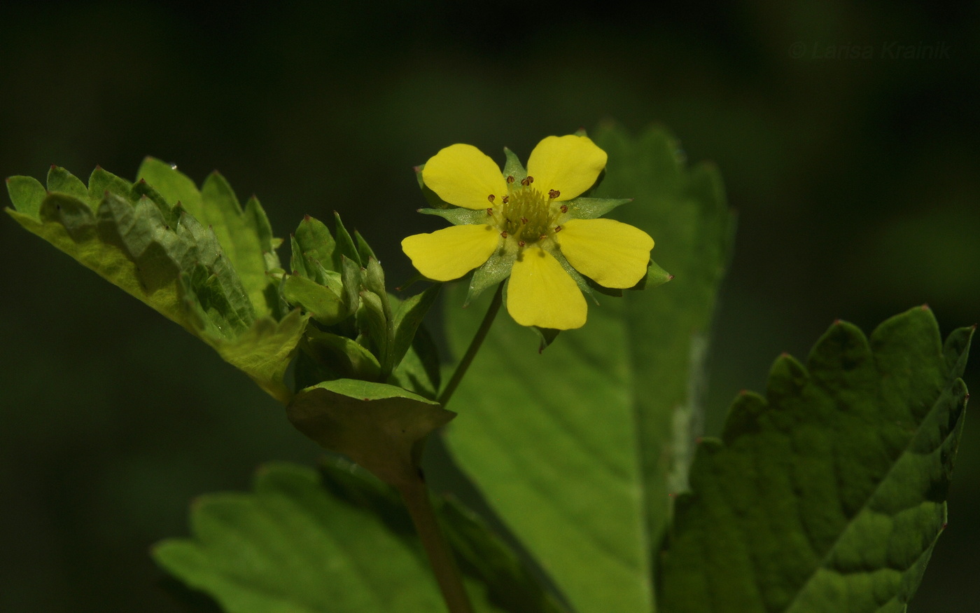 Image of Potentilla centigrana specimen.