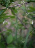 Galium octonarium. Верхушка цветущего побега. Ростовская обл., окр. г. Донецк, разнотравный луг вдоль асфальтовой дорожки. 14.06.2025.