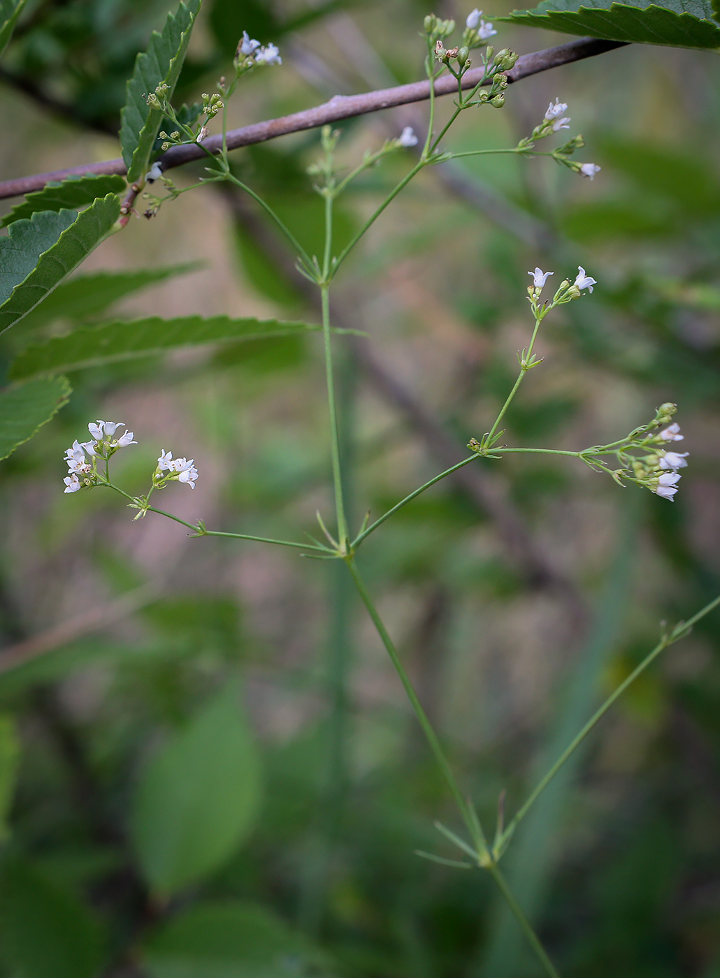 Image of Galium octonarium specimen.
