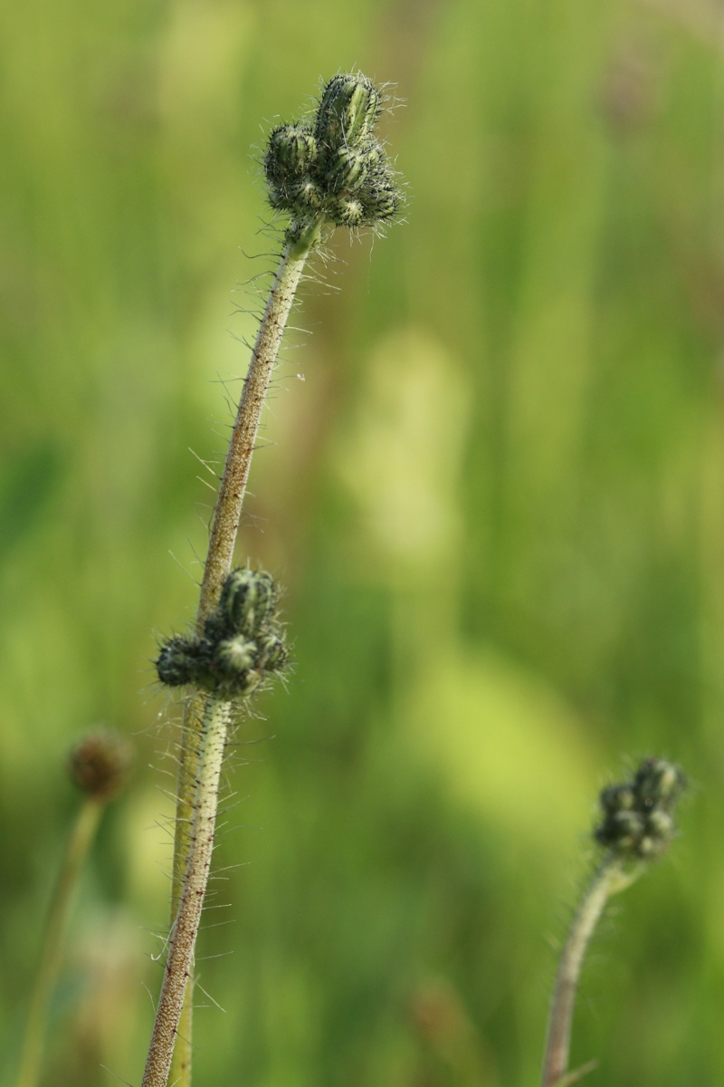 Image of genus Pilosella specimen.