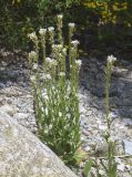 Arabis hirsuta