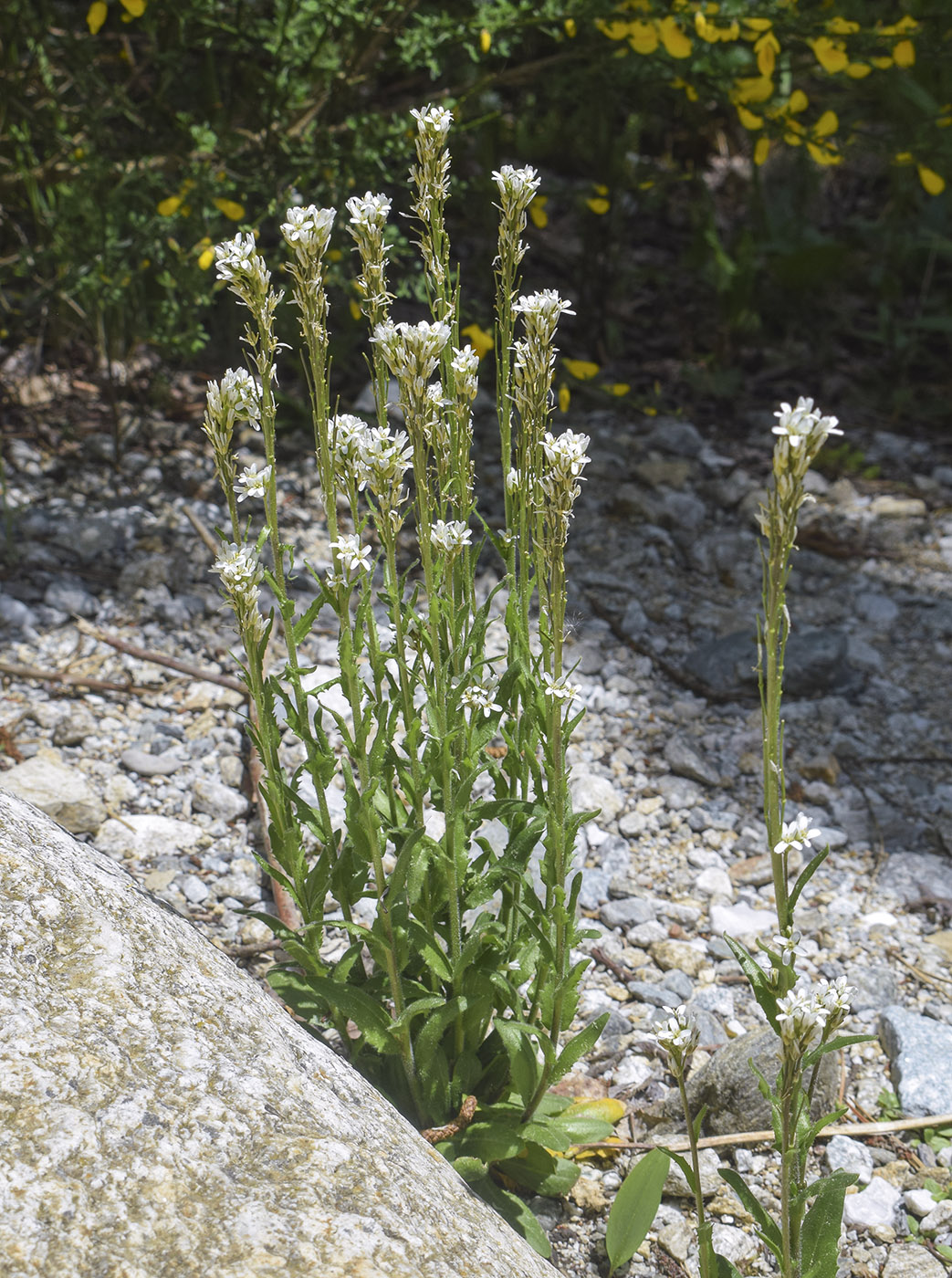 Image of Arabis hirsuta specimen.