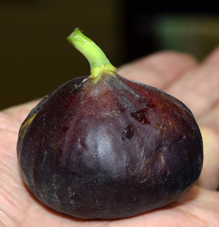 Image of Ficus carica specimen.