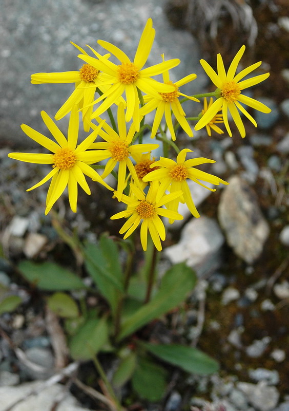 Image of genus Tephroseris specimen.