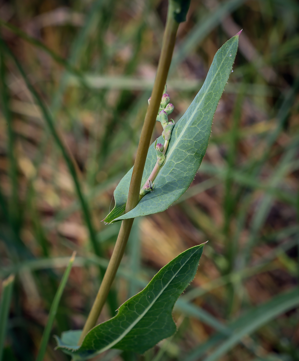 Изображение особи Lactuca serriola.