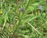 Cynoglossum officinale. Часть побега. Кабардино-Балкария, Эльбрусский р-н, дол. р. Адылсу, 1 км ниже альплагеря \"Джантуган\", луг. 17 июня 2025 г.