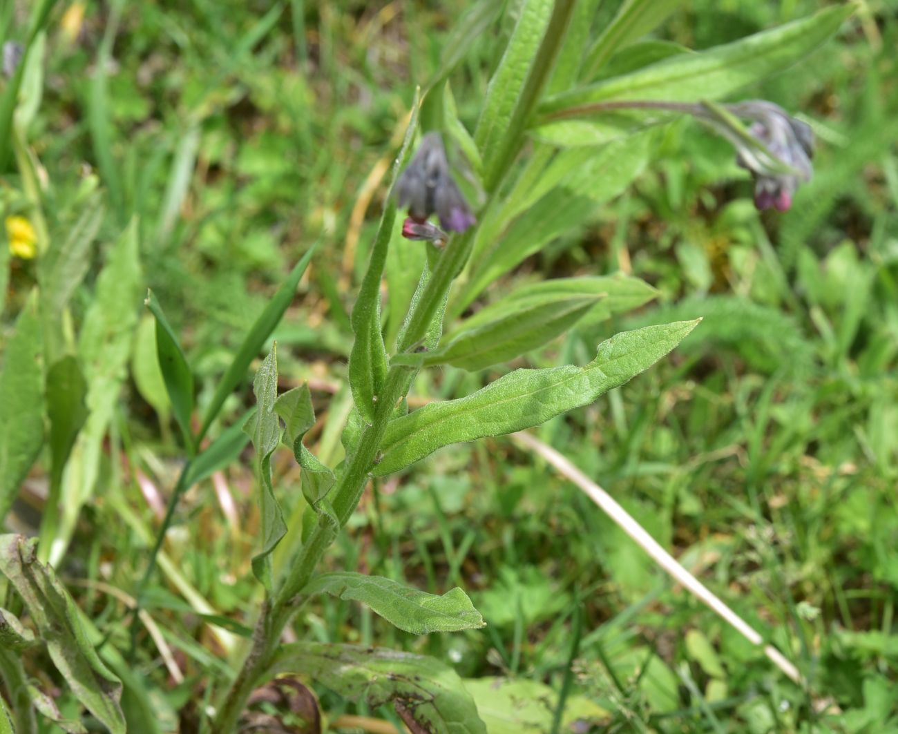 Изображение особи Cynoglossum officinale.