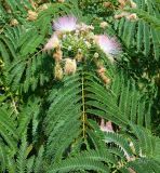 род Albizia. Верхушка побега с соцветием, лист и части листьев. Испания, Галисия, пров. Понтеведра, г. Кангас. Июль.
