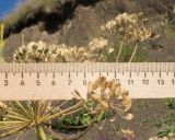 Heracleum asperum