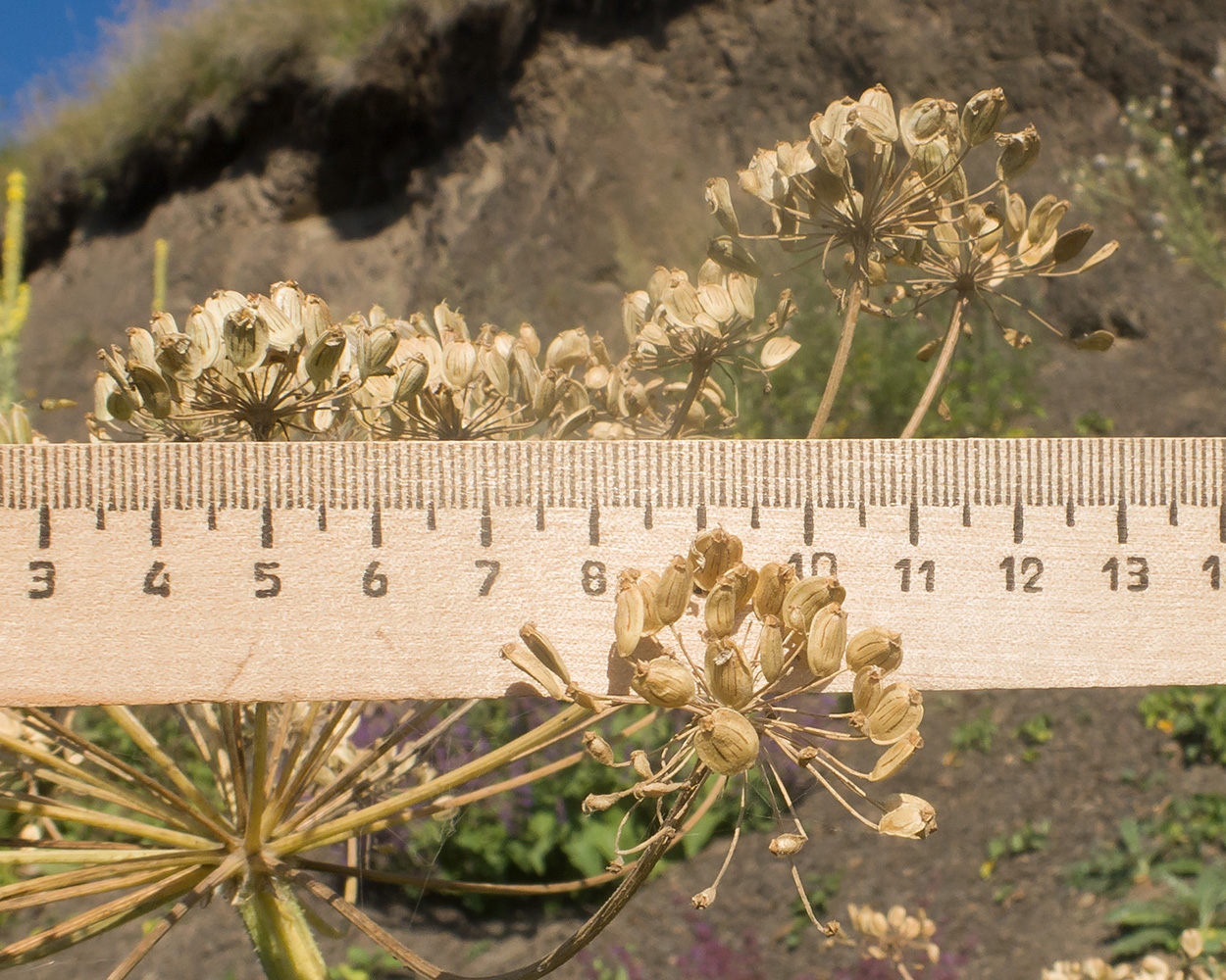 Image of Heracleum asperum specimen.
