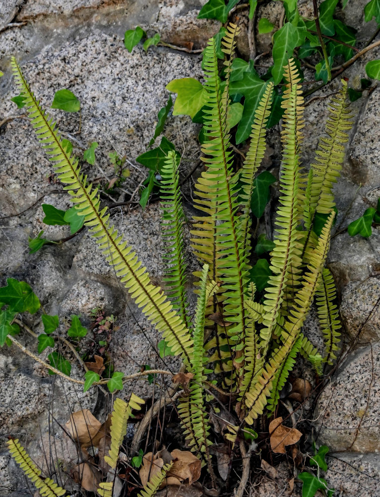 Image of Nephrolepis cordifolia specimen.