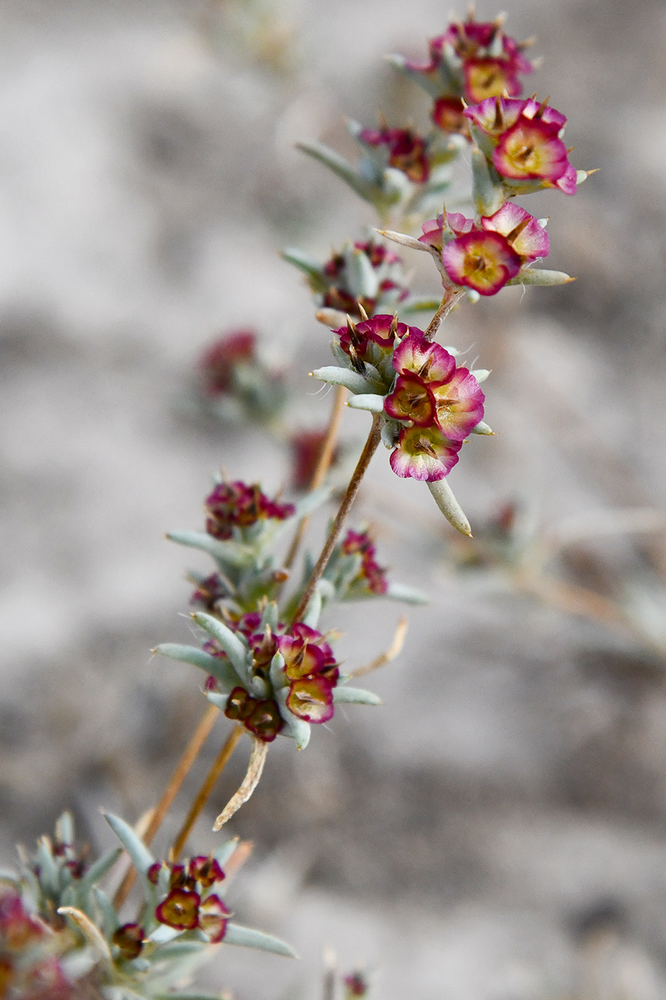 Изображение особи Pyankovia brachiata.