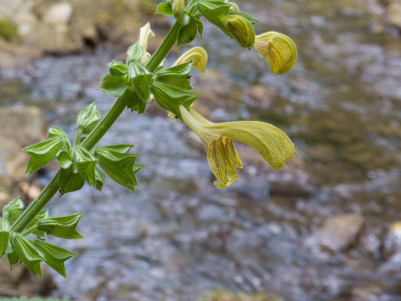 Image of Salvia glutinosa specimen.