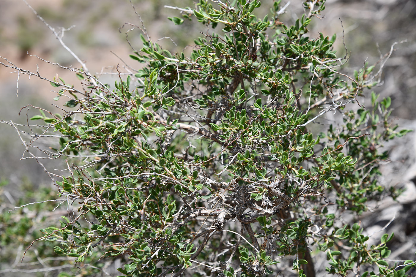 Изображение особи Atraphaxis virgata.