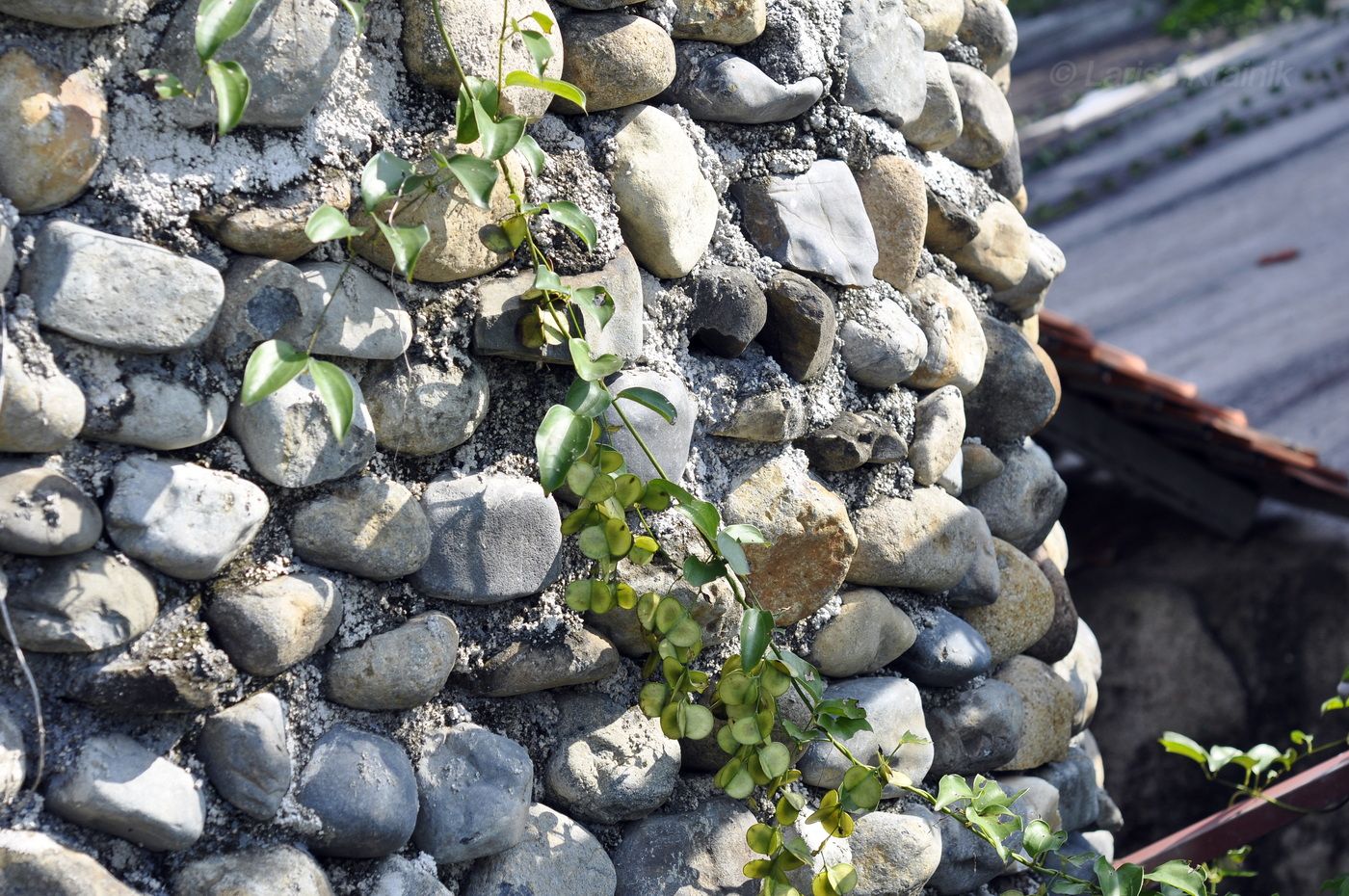 Image of genus Dioscorea specimen.