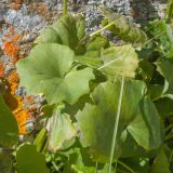 Image of taxon representative. Author is Татьяна Винокурова