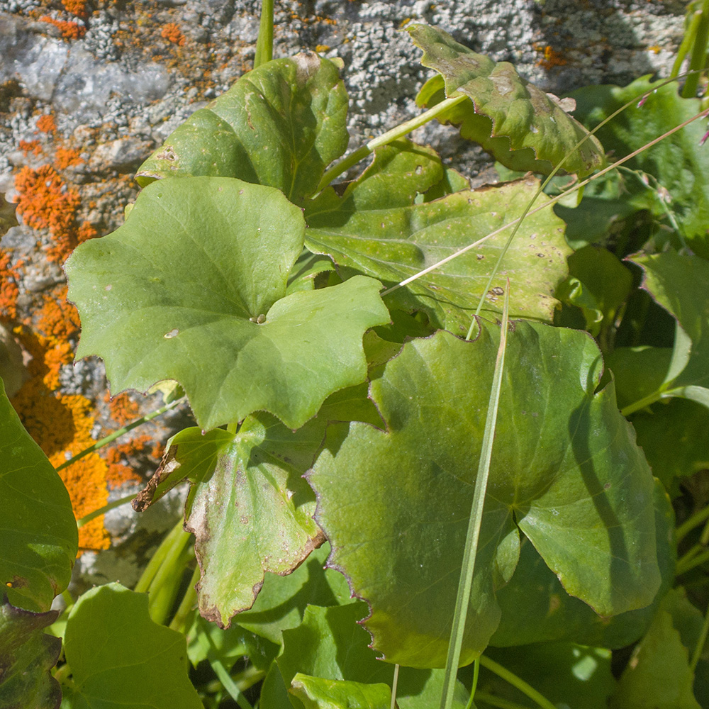 Image of Dolichorrhiza renifolia specimen.