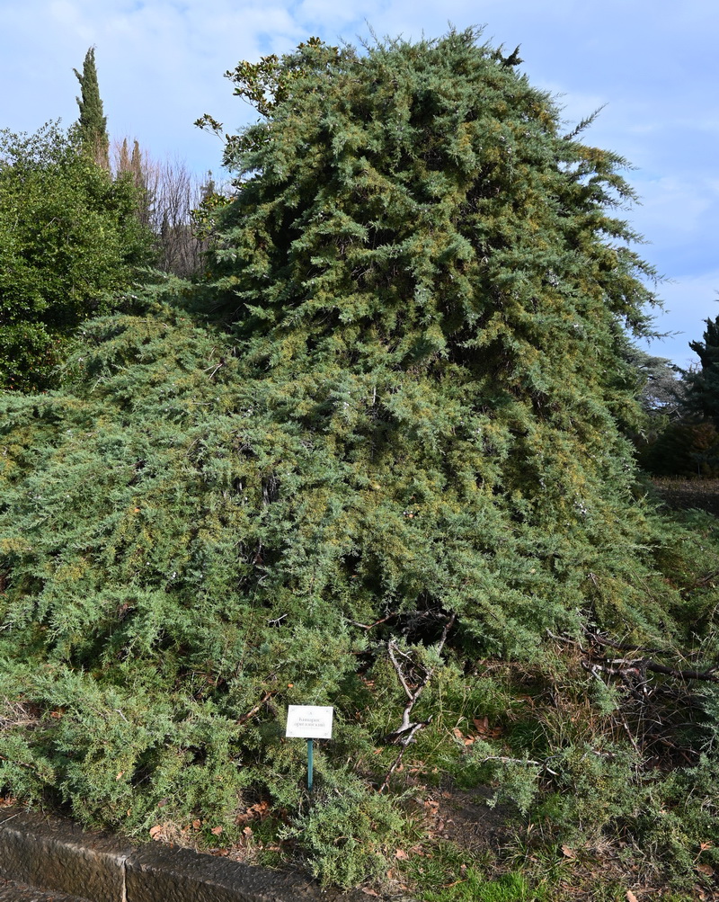 Изображение особи Cupressus arizonica.