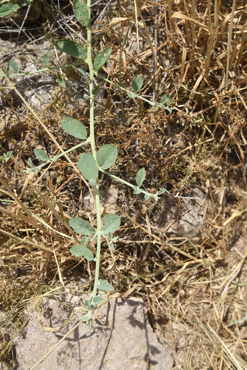 Изображение особи Capparis sicula.