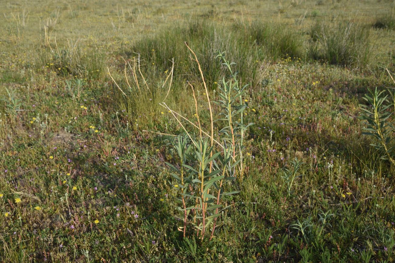 Image of genus Euphorbia specimen.