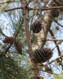 Pinus pinaster. Ветви с прошлогодними и молодыми шишками. Италия, Тоскана, Природный парк Маремма. 12.04.2011.
