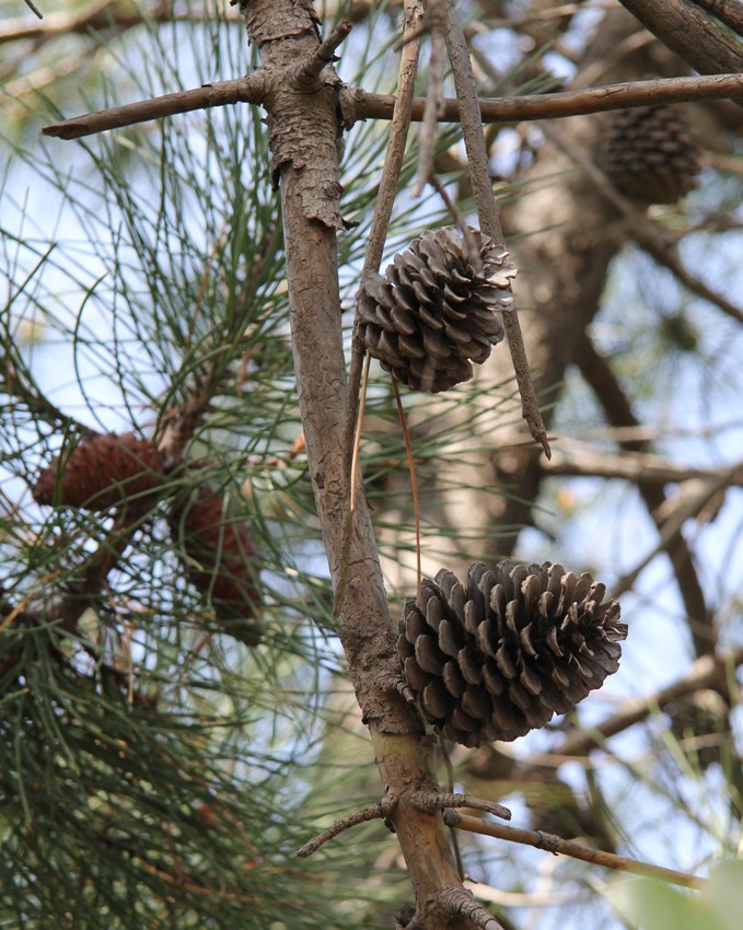 Image of Pinus pinaster specimen.