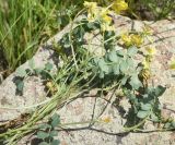 unknown species. Сорванные побеги с соцветиями. Турция, ил Карс, крепость Ани, луг. 28 мая 2025 г.