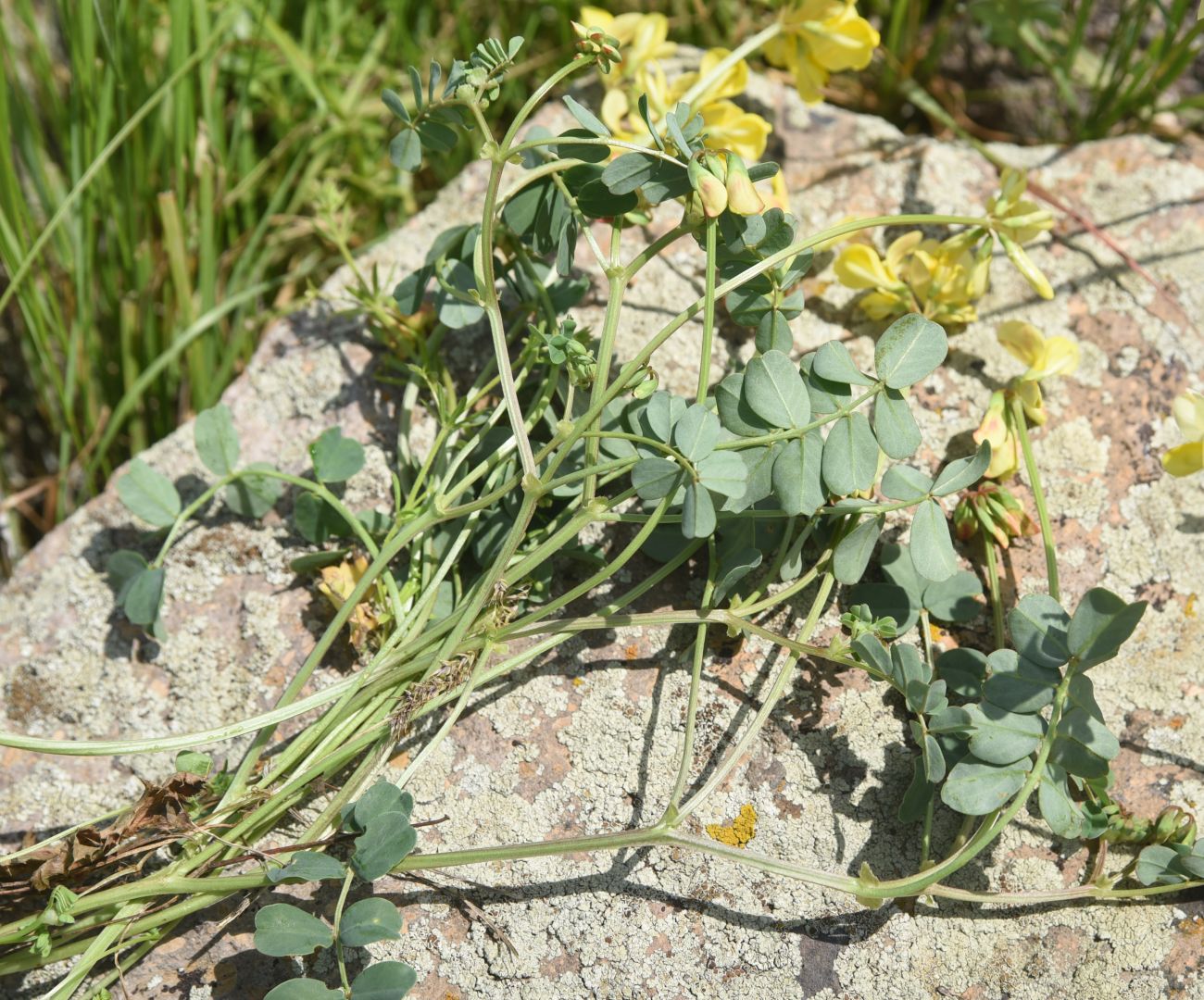Image of Securigera balansae specimen.