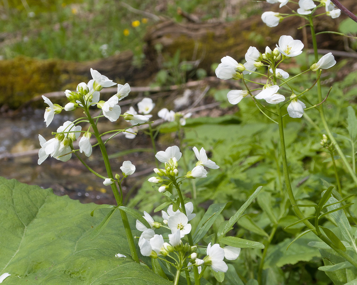 Image of Cardamine tenera specimen.
