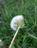 Taraxacum officinale